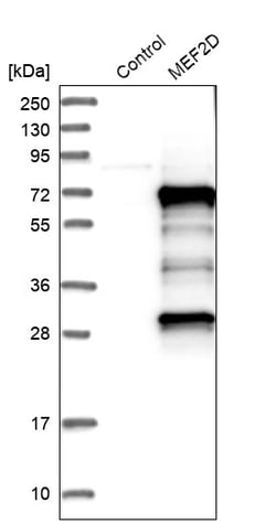Invitrogen MEF2D Polyclonal Antibody 100 &mu;L; Unconjugated:Antibodies,