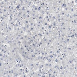 Invitrogen MCM6 Polyclonal Antibody 100 &mu;L; Unconjugated:Antibodies,
