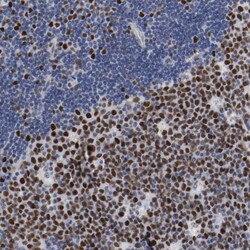 Invitrogen MCM6 Polyclonal Antibody 100 &mu;L; Unconjugated:Antibodies,