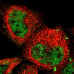 Invitrogen JAB1 Polyclonal Antibody 100 &mu;L; Unconjugated:Antibodies,