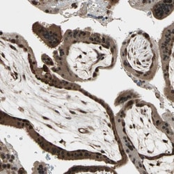 Invitrogen JAB1 Polyclonal Antibody 100 &mu;L; Unconjugated:Antibodies,