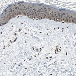 Invitrogen JAB1 Polyclonal Antibody 100 &mu;L; Unconjugated:Antibodies,