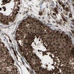 Invitrogen JAB1 Polyclonal Antibody 100 &mu;L; Unconjugated:Antibodies,