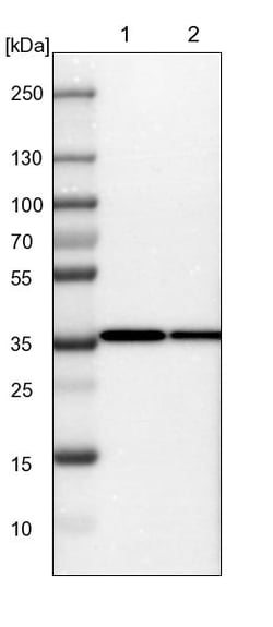 Invitrogen JAB1 Polyclonal Antibody 100 &mu;L; Unconjugated:Antibodies,