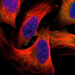 HGS Polyclonal Antibody:Antibodies, Polyclonal