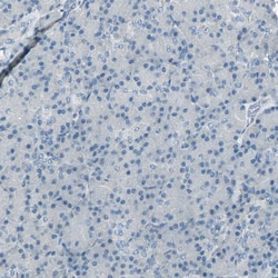 Invitrogen TPX2 Polyclonal Antibody 100 &mu;L; Unconjugated:Antibodies,