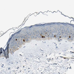 Invitrogen TPX2 Polyclonal Antibody 100 &mu;L; Unconjugated:Antibodies,
