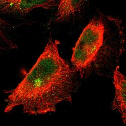 Invitrogen KEAP1 Polyclonal Antibody 100 &mu;L; Unconjugated:Antibodies,