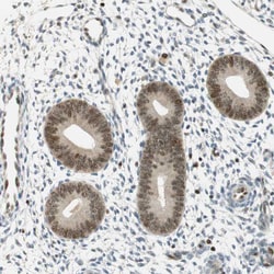 Invitrogen MSX2 Polyclonal Antibody 100 &mu;L; Unconjugated:Antibodies,