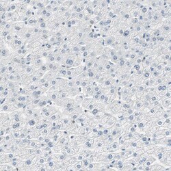 Invitrogen MSX2 Polyclonal Antibody 100 &mu;L; Unconjugated:Antibodies,