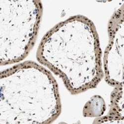 Invitrogen MSX2 Polyclonal Antibody 100 &mu;L; Unconjugated:Antibodies,