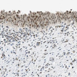 Invitrogen MSX2 Polyclonal Antibody 100 &mu;L; Unconjugated:Antibodies,