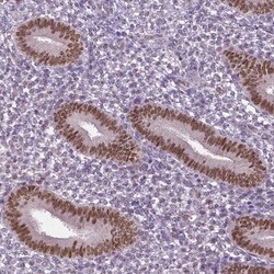 Invitrogen DLX5 Polyclonal Antibody 100 &mu;L; Unconjugated:Antibodies,