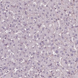 Invitrogen DLX5 Polyclonal Antibody 100 &mu;L; Unconjugated:Antibodies,