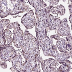 Invitrogen DLX5 Polyclonal Antibody 100 &mu;L; Unconjugated:Antibodies,