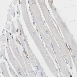 Invitrogen VASP Polyclonal Antibody 100 &mu;L; Unconjugated:Antibodies,