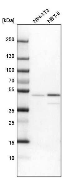 Invitrogen VASP Polyclonal Antibody 100 &mu;L; Unconjugated:Antibodies,