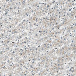 Invitrogen PRDM2 Polyclonal Antibody 100 &mu;L; Unconjugated:Antibodies,