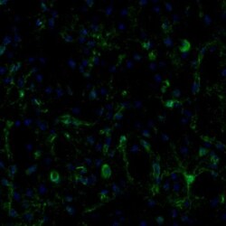 Invitrogen ECH1 Polyclonal Antibody 100 &mu;L; Unconjugated:Antibodies,