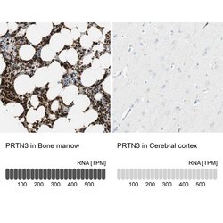 PR3 Polyclonal Antibody, Invitrogen 100 &mu;L; Unconjugated:Antibodies,