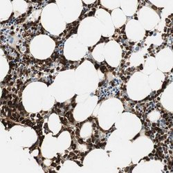 PR3 Polyclonal Antibody, Invitrogen 100 &mu;L; Unconjugated:Antibodies,