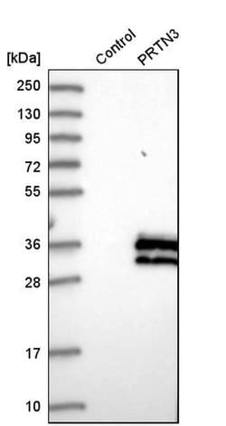 PR3 Polyclonal Antibody, Invitrogen 100 &mu;L; Unconjugated:Antibodies,