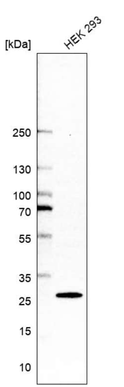 Invitrogen CK2 beta Polyclonal Antibody 100 &mu;L; Unconjugated:Antibodies,