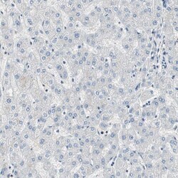 Invitrogen TCP-1 epsilon Polyclonal Antibody 100 &mu;L; Unconjugated:Antibodies,
