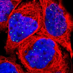 Invitrogen CLIC3 Polyclonal Antibody 100 &mu;L; Unconjugated:Antibodies,