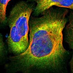 Invitrogen Filamin 2 Polyclonal Antibody 100 &mu;L; Unconjugated:Antibodies,