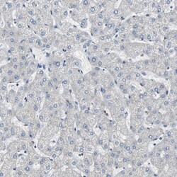 Invitrogen Filamin 2 Polyclonal Antibody 100 &mu;L; Unconjugated:Antibodies,