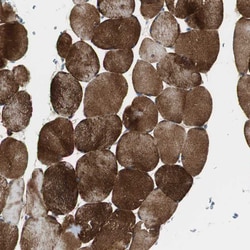 Invitrogen Filamin 2 Polyclonal Antibody 100 &mu;L; Unconjugated:Antibodies,