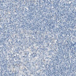 Invitrogen Filamin 2 Polyclonal Antibody 100 &mu;L; Unconjugated:Antibodies,