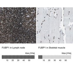 FUBP1 Polyclonal Antibody, Invitrogen 100 &mu;L; Unconjugated:Antibodies,