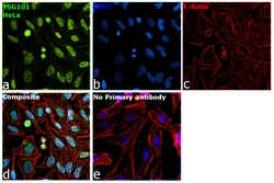 Invitrogen TSG101 Polyclonal Antibody 100 &mu;L; Unconjugated:Antibodies,