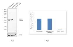 Invitrogen TSG101 Polyclonal Antibody 100 &mu;L; Unconjugated:Antibodies,