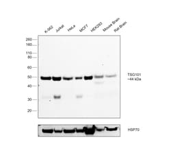 Invitrogen TSG101 Polyclonal Antibody 100 &mu;L; Unconjugated:Antibodies,