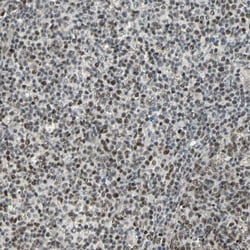 MED4 Polyclonal Antibody:Antibodies, Polyclonal