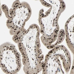 MED4 Polyclonal Antibody:Antibodies, Polyclonal