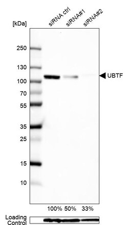 Invitrogen UBF-1 Polyclonal Antibody 100 &mu;L; Unconjugated:Anticorps,