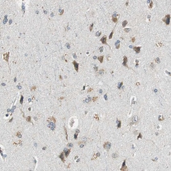 Invitrogen ALDH4A1 Polyclonal Antibody 100 &mu;L; Unconjugated:Antibodies,