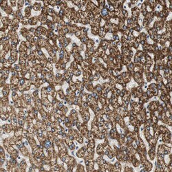 Invitrogen ALDH4A1 Polyclonal Antibody 100 &mu;L; Unconjugated:Antibodies,