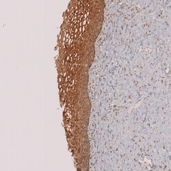 Invitrogen TIP47 Polyclonal Antibody 100 &mu;L | Buy Online | Invitrogen&trade; | Fisher Scientific