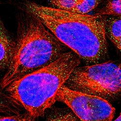Invitrogen CHP1 Polyclonal Antibody 100 &mu;L; Unconjugated:Antibodies,