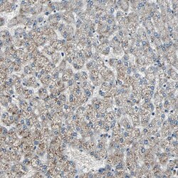 Invitrogen CHP1 Polyclonal Antibody 100 &mu;L; Unconjugated:Antibodies,