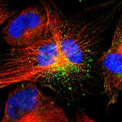 Invitrogen ACAA1 Polyclonal Antibody 100 &mu;L; Unconjugated:Antibodies,