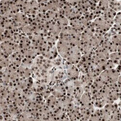 Invitrogen TSHZ1 Polyclonal Antibody 100 &mu;L; Unconjugated:Antibodies,
