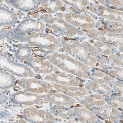 Invitrogen Nestin Polyclonal Antibody 100 &mu;L; Unconjugated:Antibodies,