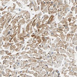 Invitrogen Nestin Polyclonal Antibody 100 &mu;L; Unconjugated:Antibodies,