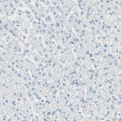Invitrogen Nestin Polyclonal Antibody 100 &mu;L; Unconjugated:Antibodies,